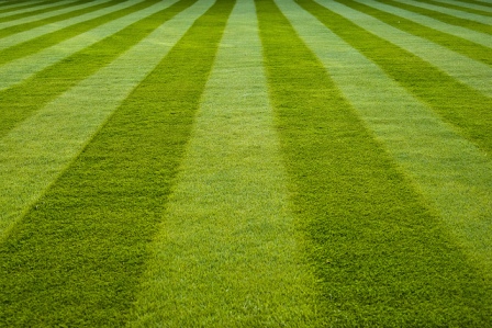 Stripes on the Lawn -Emmanuel